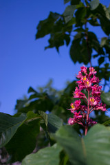 Pink chestnut tree blossoms.
