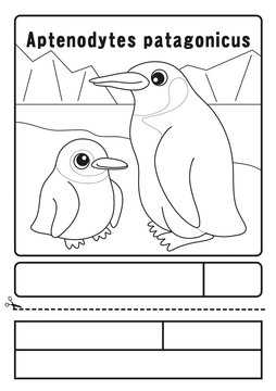 オウサマペンギン　ぬりえ　応募用紙　coloring picture Aptenodytes patagonicus Character illustration