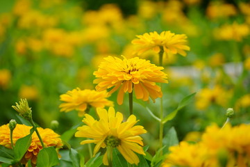 yellow flowers in garden