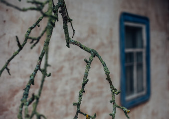 Old tree branch on aged building background