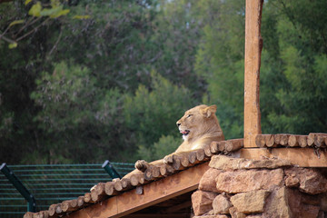 lion in the zoo