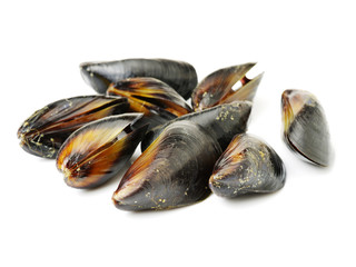 Fresh mussel on white background