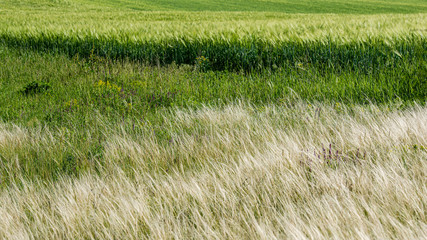 Field of wheat and thickets of flowering feather grass.