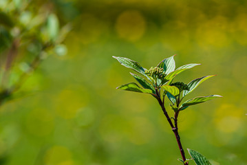 Leaves on a branch of a bush on a blurred green background.