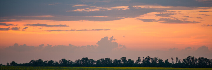 Evening sky and field with a forest. Summer landscape.