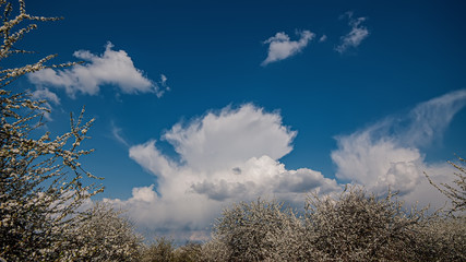 Blooming trees in the garden against a background of white clouds and blue sky. Web banner for design.