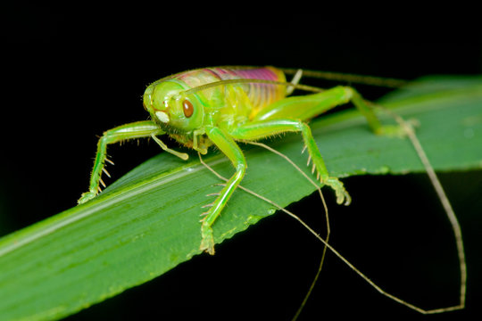 Ant cricket