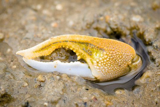 Fiddler crab claw
