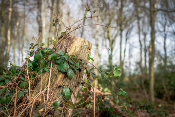 Tree stump with ivy in the forest