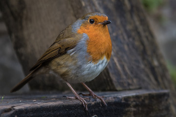 robin on a perch