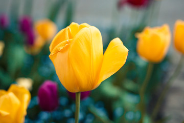 Yellow tulips flowers bloom in tulips garden. Nature.