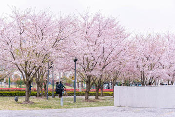 cherry blossom in Shanghai