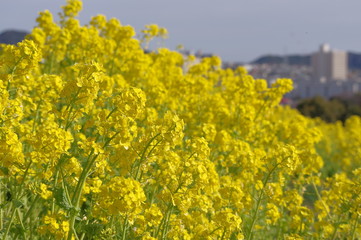 Obraz premium 菜の花