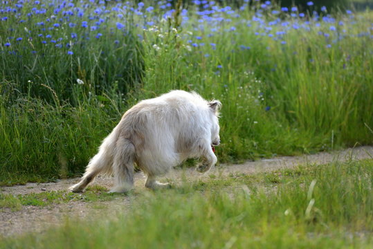Bewegungsprobleme. Flauschiger wei&szlig;er Hund mit Problemen beim Laufen
