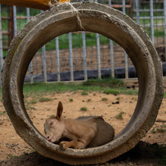 Little lamb taking rest in a summer day