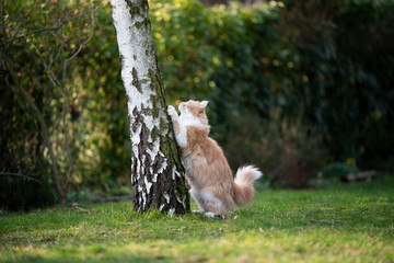 cream colored white maine coon cat scratching on birch tree outdoors