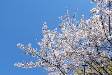 青空を背景に咲く桜の花