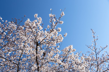 青空を背景に咲く桜の花