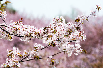 満開のサクラの花