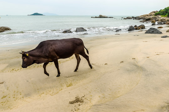 Rewild cattle china