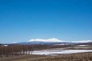 春の畑作地帯と雪山　大雪山