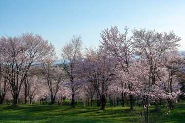 Obraz premium サクラが満開の春の公園
