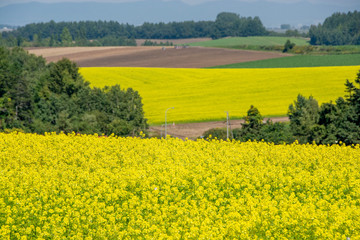 菜の花畑