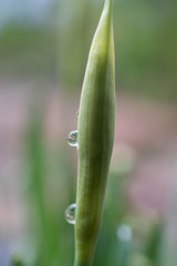 スイセンのつぼみに付いた水滴