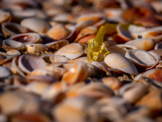 Photos of plastic lying on shells on the beach