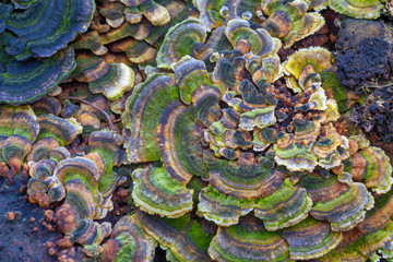 Schwamm Pilz an abgestorbenem Baumstamm