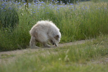 Purzelbaum. Alter weißer Hund vor Kornfeld in Ungewöhnlicher Körperhaltung