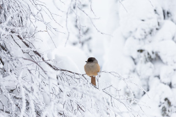 bird in snow