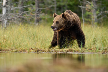 Obraz na płótnie Canvas Adult male Brown Bear (Ursus Arctos) in the taiga forest at summer. In the background are trees. Natural habitat.