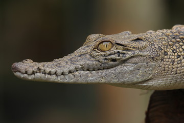 Estuarine crocodile is the largest type of crocodile in the world also named estuarine crocodile because in addition to living in the main habitat of the river, this crocodile also lives near the sea