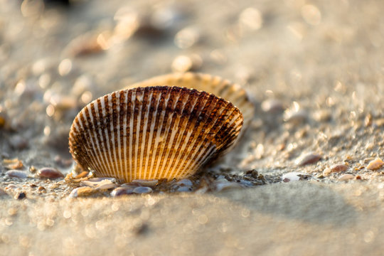 Shell beach