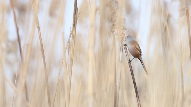Bearded reedling eating cane seeds