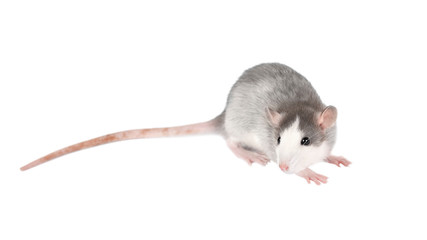 Funny young light gray rat isolated on white. Rodent pets.