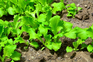 Young bright green lettuce salad growing in rocky ground.