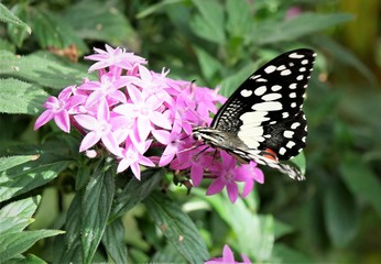 bunter Schmetterling