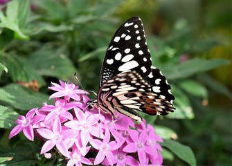 exotischer Schmetterling auf lila Blume