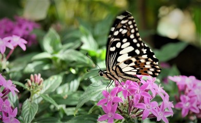 Obraz na płótnie Canvas bunter Schmetterling