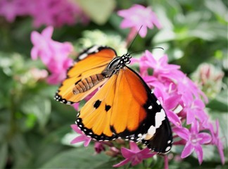 Monarchfalter