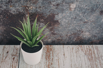 top view,green potted plant on wooden desk, copy space for text on right