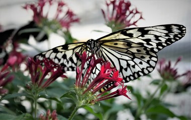 exotischer Schmetterling