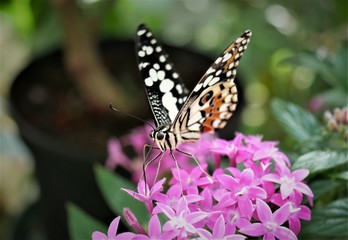 Naklejka na ściany i meble Schmetterling auf Blume