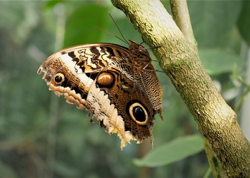 brauner Schmetterling