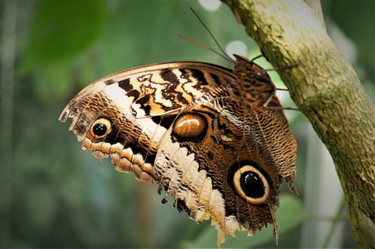 brauner Schmetterling