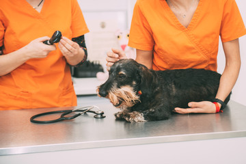 Dog on the clinic table waiting for the vet and her assistant to