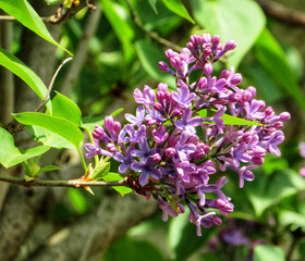 closeup of flowers of purple lilac