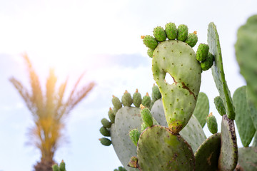 Pickly pear green opuntia cactus paw with fingers against scenic sunset over mountain and backlit palm tree leaves. Nature scenic sunrise landscape © Kyryl Gorlov